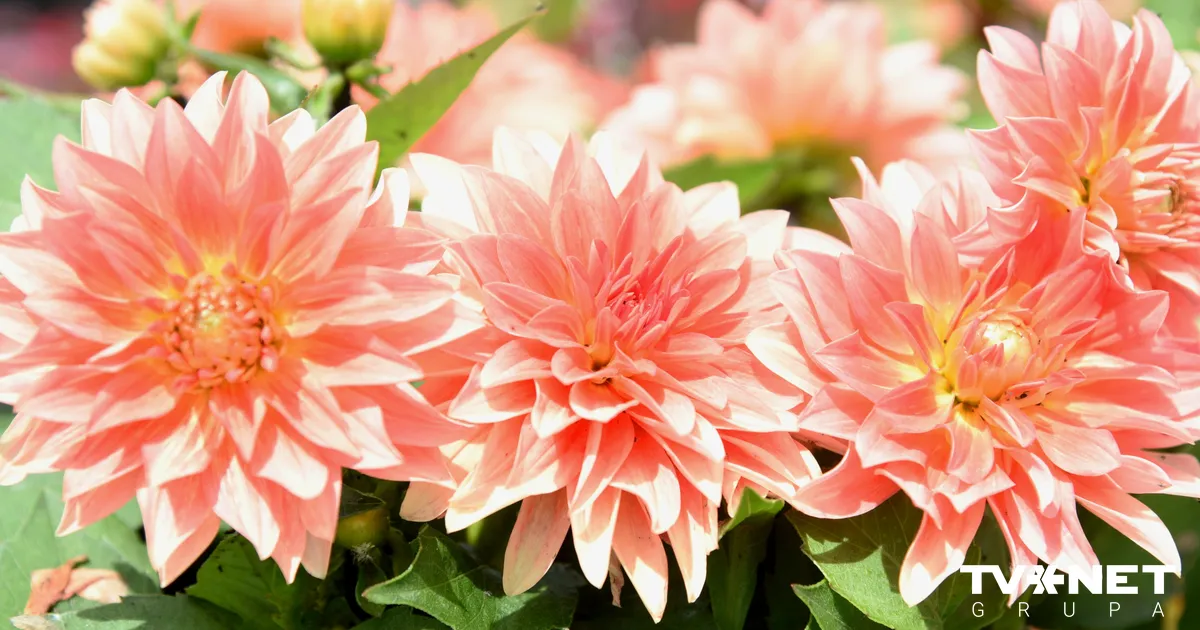 Trešdiena sola pārmaiņas katram horoskopa zīmē! - TVNET