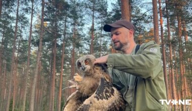 Ūdenstornī iesprūdis ūpis; putnu izdevies izglābt, pateicoties GPS izsekošanas ierīcei