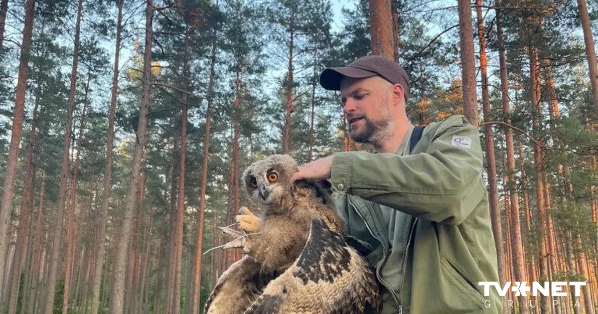 Ūdenstornī iesprūdis ūpis; putnu izdevies izglābt, pateicoties GPS izsekošanas ierīcei