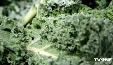 Dārzeņu pārstrādes uzņēmumu "Kale Latvia Organic" pasludina par maksātnespējīgu