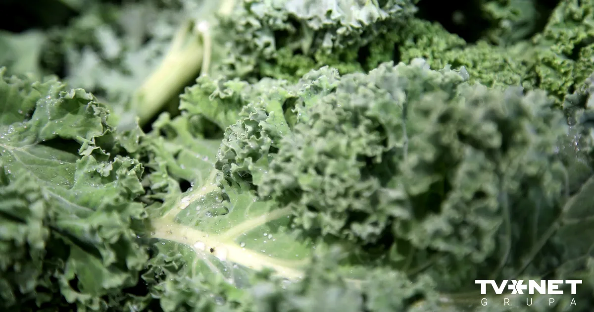 Dārzeņu pārstrādes uzņēmumu "Kale Latvia Organic" pasludina par maksātnespējīgu