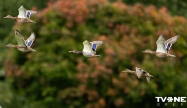Gaisa temperatūra vietām noslīdējusi zem nulles; diena būs saulaina