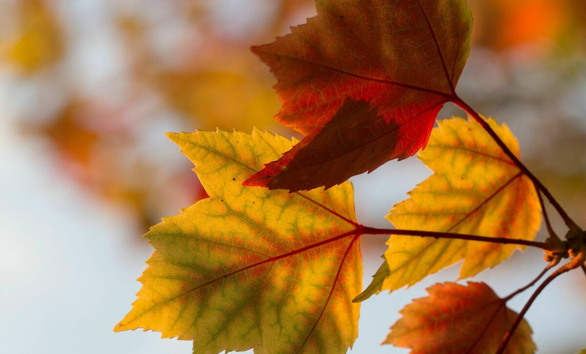 Foto: Unsplash