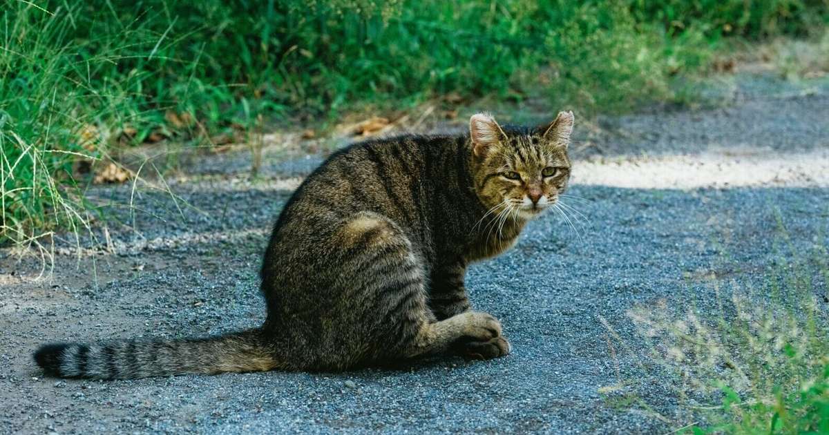 Lauvām viss šodien paveiktais ies labumā, Mežāžiem jābūt gataviem kam negaidītam – 27. septembra horoskops
