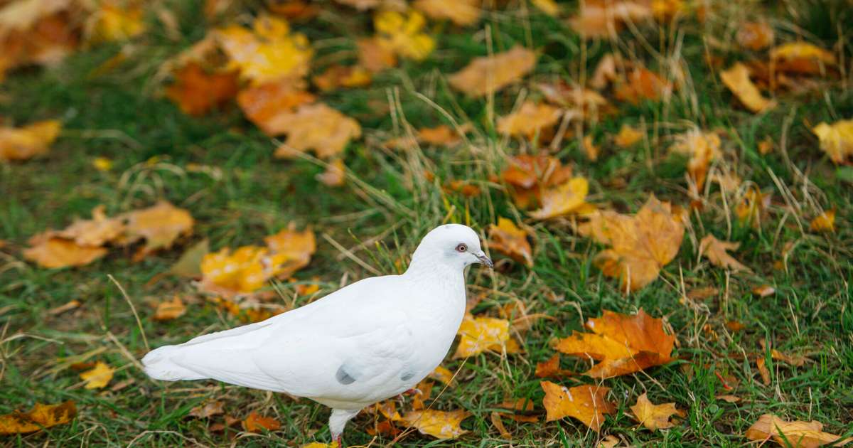 Pirmdiena būs pārsvarā mākoņaina | tv3.lv
