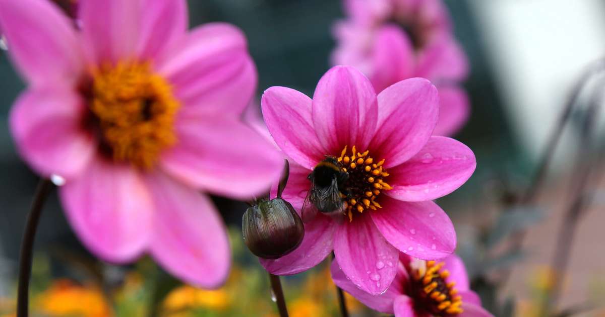 Svētdiena Latvijā gaidāma vasarīgi silta un pārsvarā bez lietus - tv3.lv