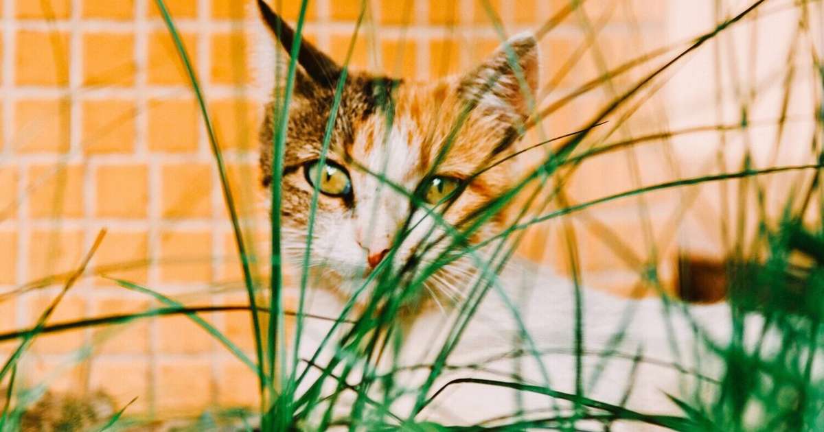 Dvīņiem jāturas pieklājības rāmjos, Mežāžiem jāpaļaujas uz loģiku – 24. septembra horoskops