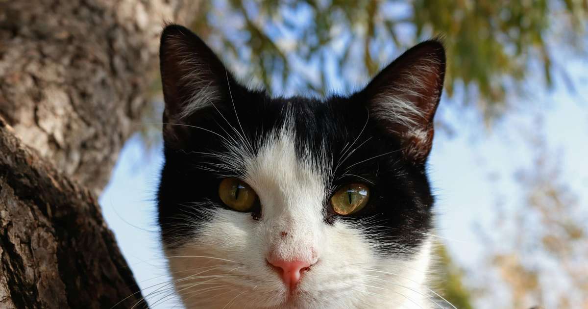 Auni vēlēsies “negaisu” intīmajās attiecībās, Vērši būs norūpējušies par naudu – 29. septembra horoskops