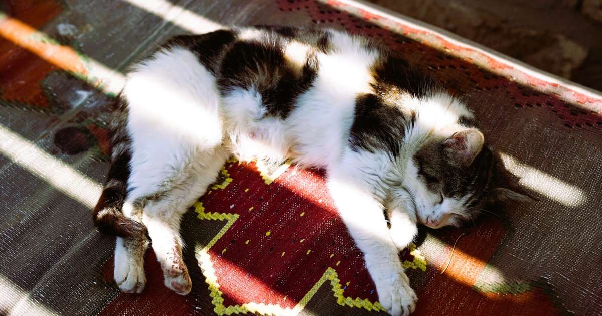 Vēžu centieni būs citu interesēs, Lauvas pelnījuši nedarīt neko svarīgu – 21. septembra horoskops