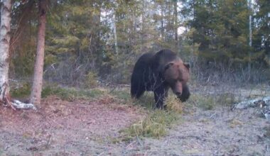 vīrietis Valkā ikrīta pastaigā ar suņiem uzskrējis lācim (+ VIDEO)