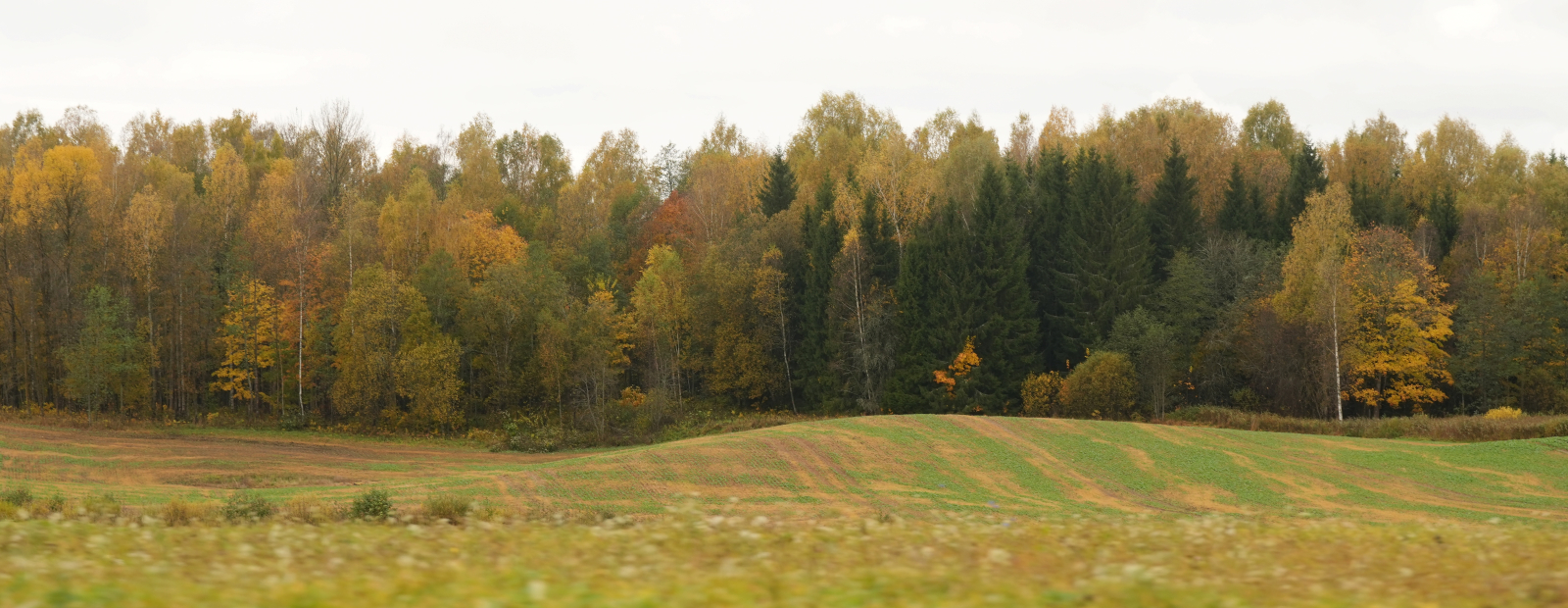 Ceturtdien Latvijā palaikam līs / Diena