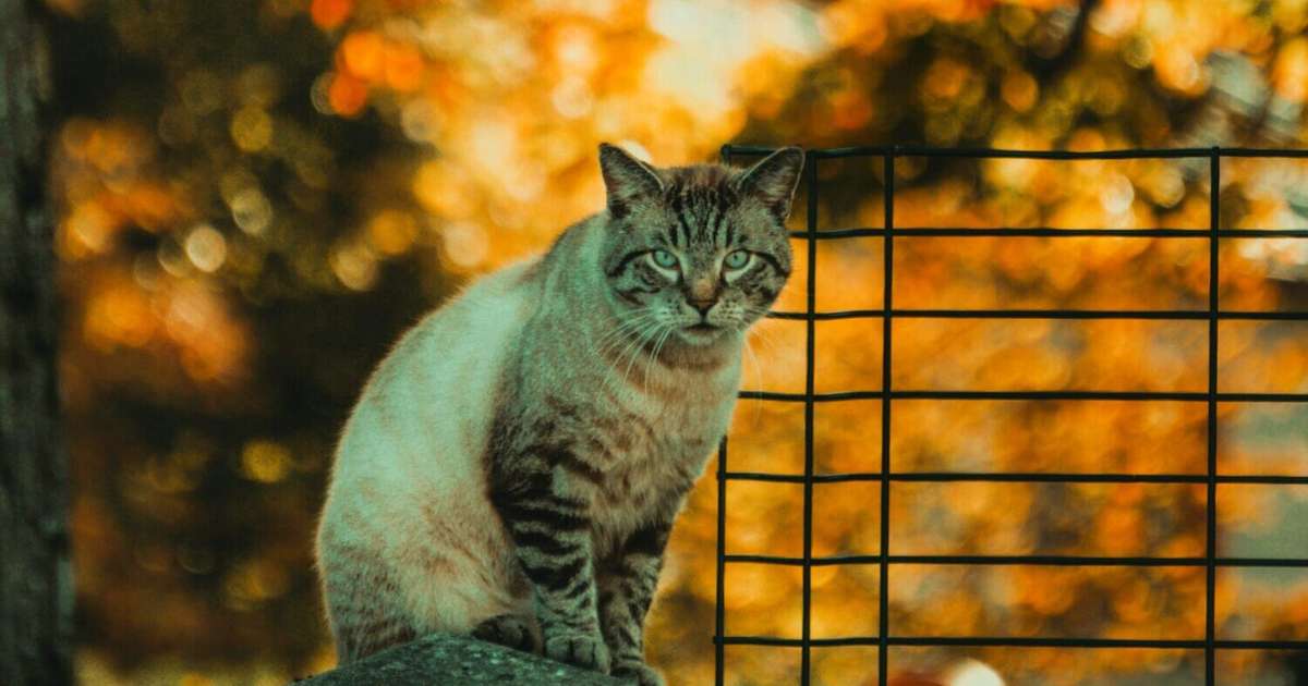Vērši var lūgt algas pielikumu, Zivīm iespējama neplānota grozīšanās sabiedrībā – 16. oktobra horoskops