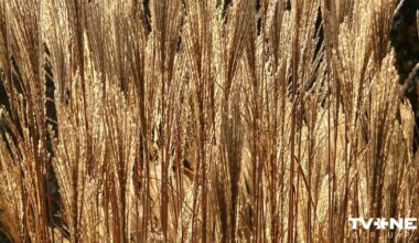 Krievijas graudaugu tranzīts caur Latviju deviņos mēnešos samazinājies 4,3 reizes