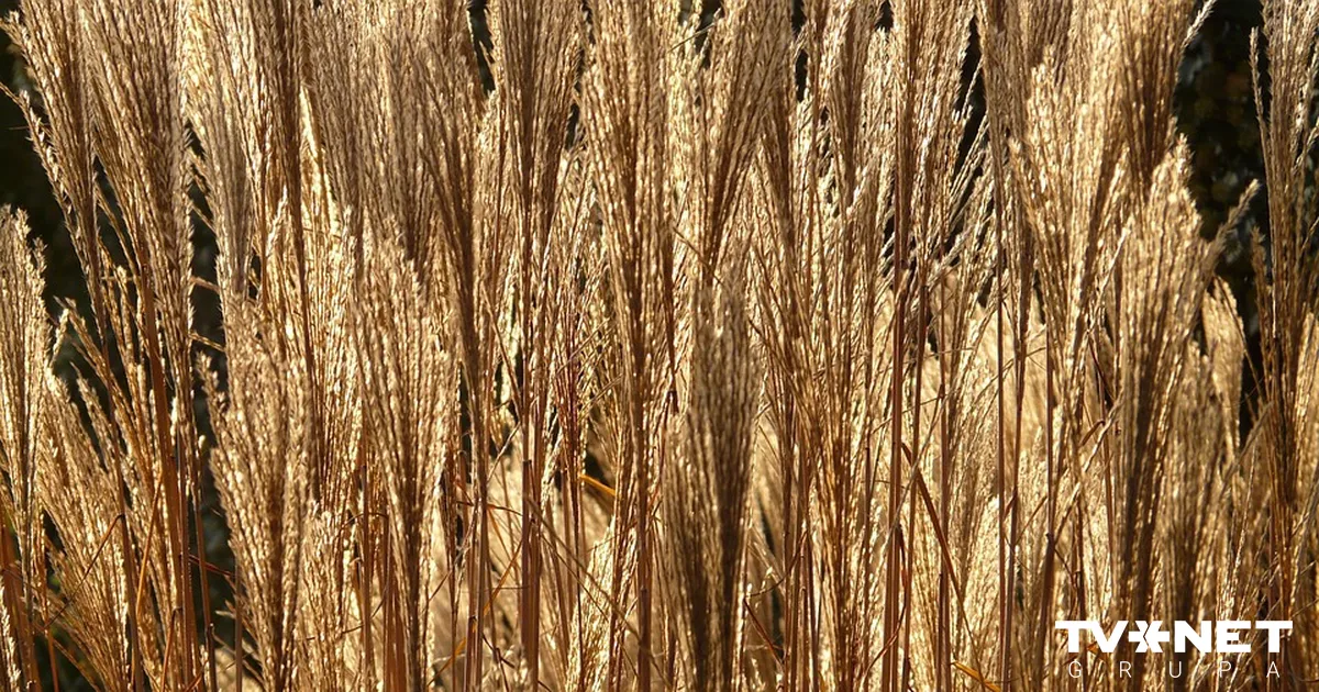 Krievijas graudaugu tranzīts caur Latviju deviņos mēnešos samazinājies 4,3 reizes