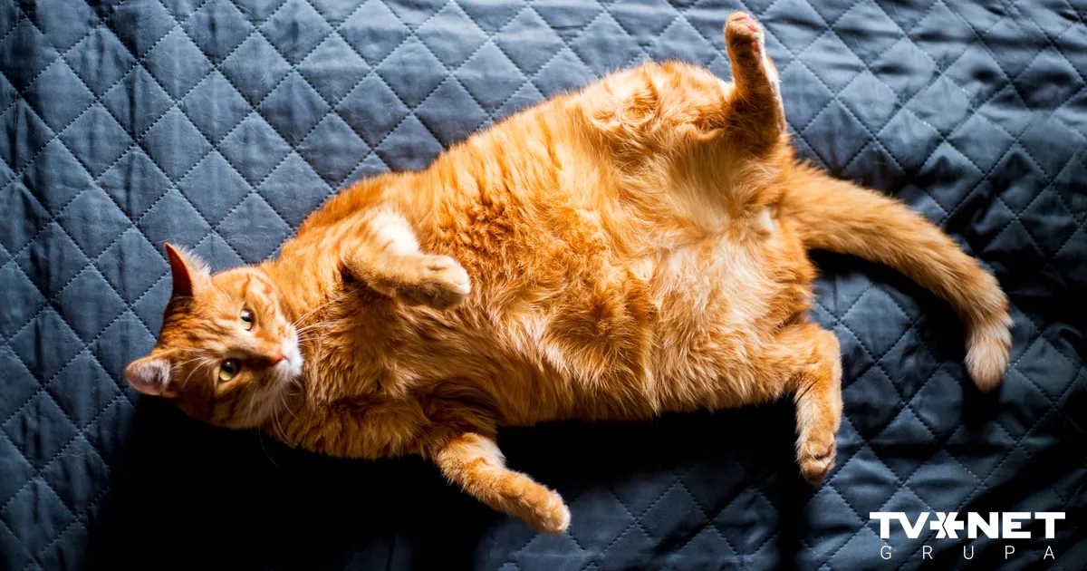 Horoskops pirmdienai - 13. oktobrim - Apollo.lv