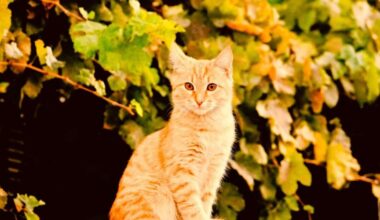 Auni atļausies vairāk, nekā pienāktos, Dvīņi būs dilemmas priekšā – 31. oktobra horoskops