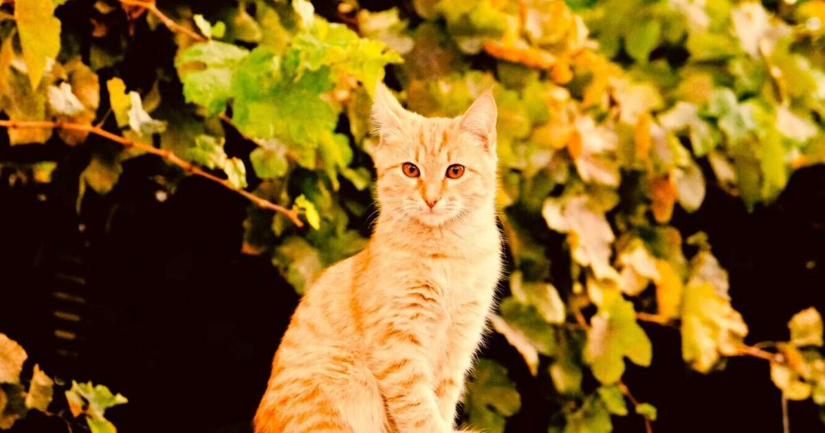 Auni atļausies vairāk, nekā pienāktos, Dvīņi būs dilemmas priekšā – 31. oktobra horoskops