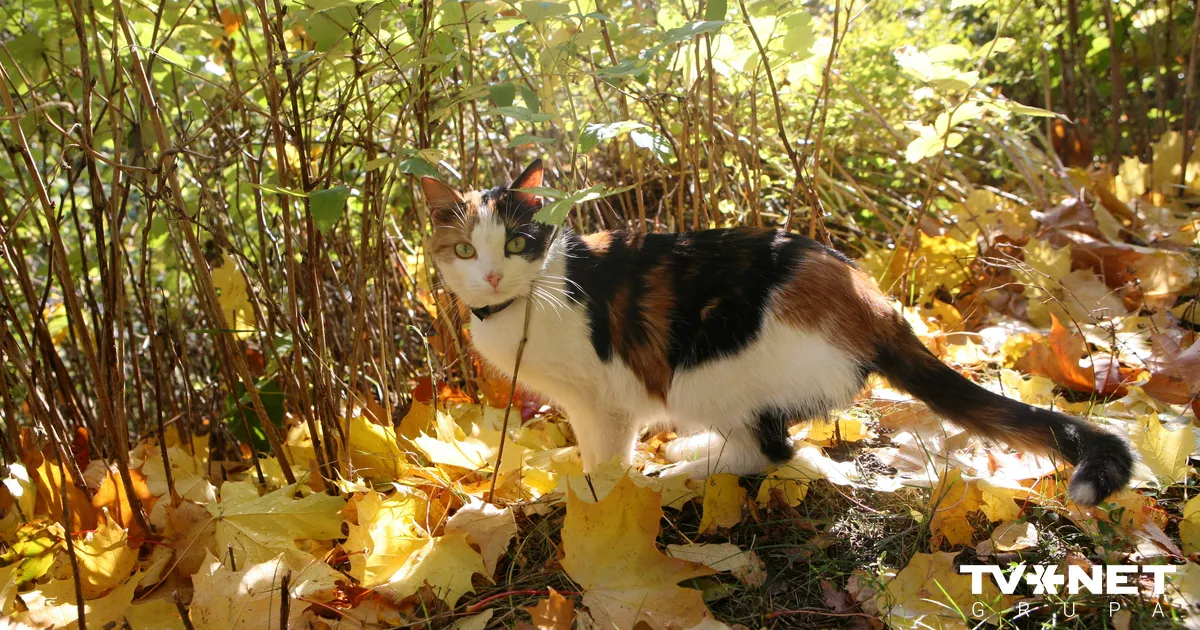 Oktobris Latvijā gaidāms nedaudz siltāks nekā parasti