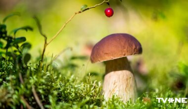 Horoskops piektdienai - 3. oktobrim - TVNET