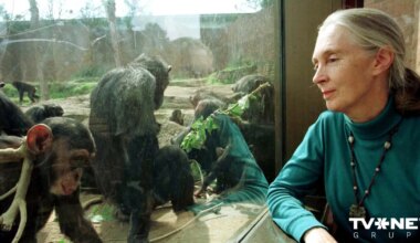 Mirusi britu primatoloģe Džeina Gudola