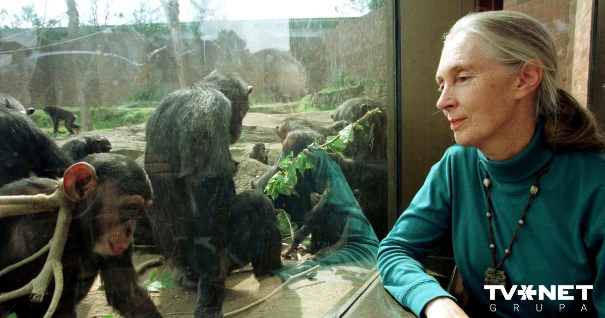 Mirusi britu primatoloģe Džeina Gudola