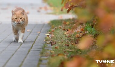 Pirmdien gaisa temperatūra paaugstināsies līdz +15 grādiem