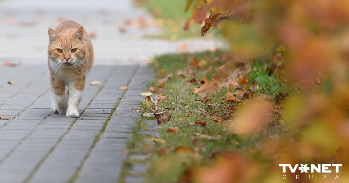 Pirmdien gaisa temperatūra paaugstināsies līdz +15 grādiem