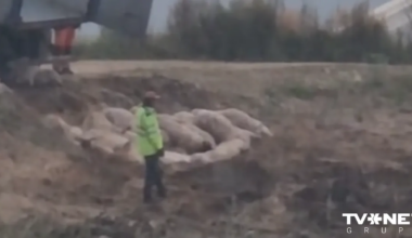 Pabeigta cūku likvidēšana ĀCM skartajā "Baltic Pork" novietnē – nogalinātas 22 366 cūkas