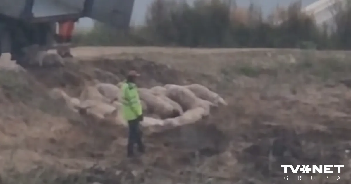 Pabeigta cūku likvidēšana ĀCM skartajā "Baltic Pork" novietnē – nogalinātas 22 366 cūkas