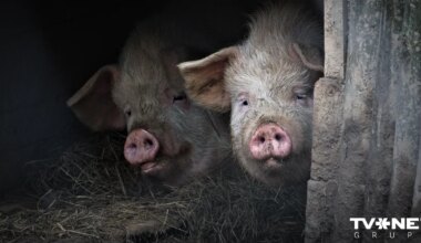 Pabeigta cūku likvidēšana Āfrikas cūku mēra skartajā "Baltic Pork" novietnē