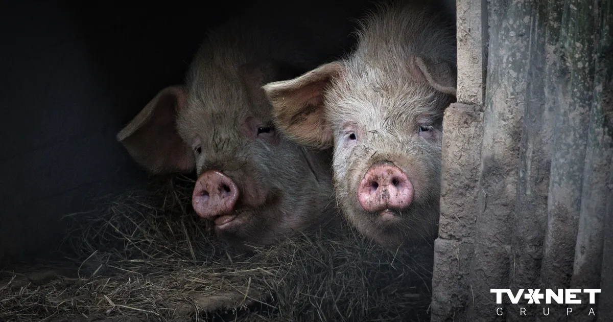 Pabeigta cūku likvidēšana Āfrikas cūku mēra skartajā "Baltic Pork" novietnē