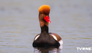 Nedēļas nogalē Latvijā novērotas 134 putnu sugas