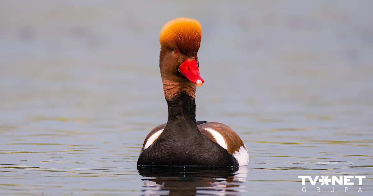 Nedēļas nogalē Latvijā novērotas 134 putnu sugas