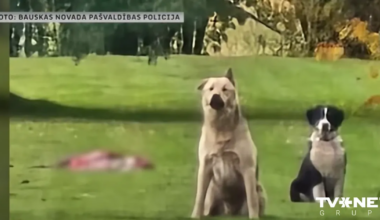 NOSKATIES ⟩ Policija sāk kriminālprocesu par “Modra olas” saimnieka trīs suņu nošaušanu Brunavas pagastā