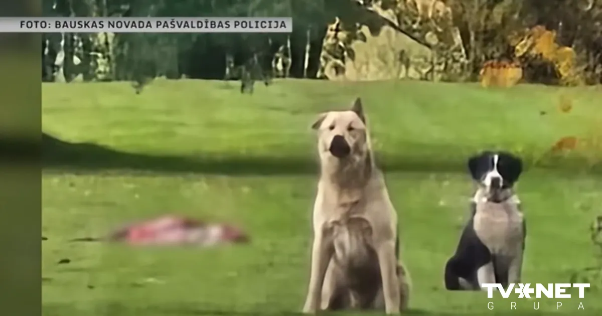 NOSKATIES ⟩ Policija sāk kriminālprocesu par “Modra olas” saimnieka trīs suņu nošaušanu Brunavas pagastā