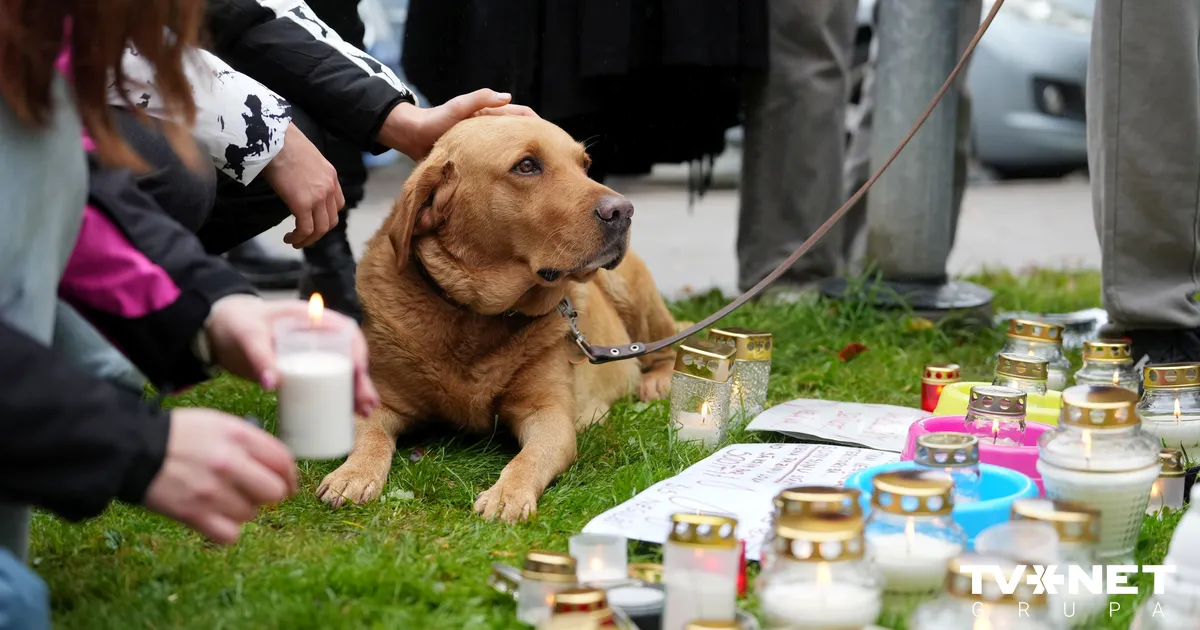 "Tas nedrīkstēja notikt." Prezidents par Bauskas pusē nošautajiem suņiem