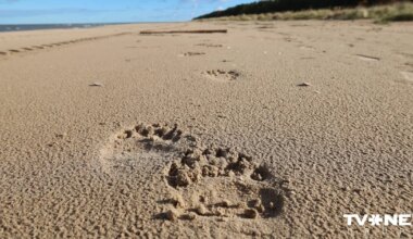 FOTO ⟩ Slīteres Nacionālajā parkā gar jūru pastaigājies lācis