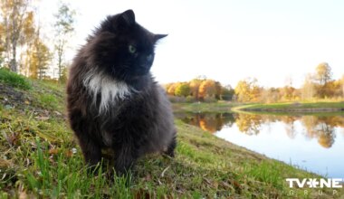 Ar kādiem laikapstākļiem mūs sveiks jaunā nedēļa? - TVNET