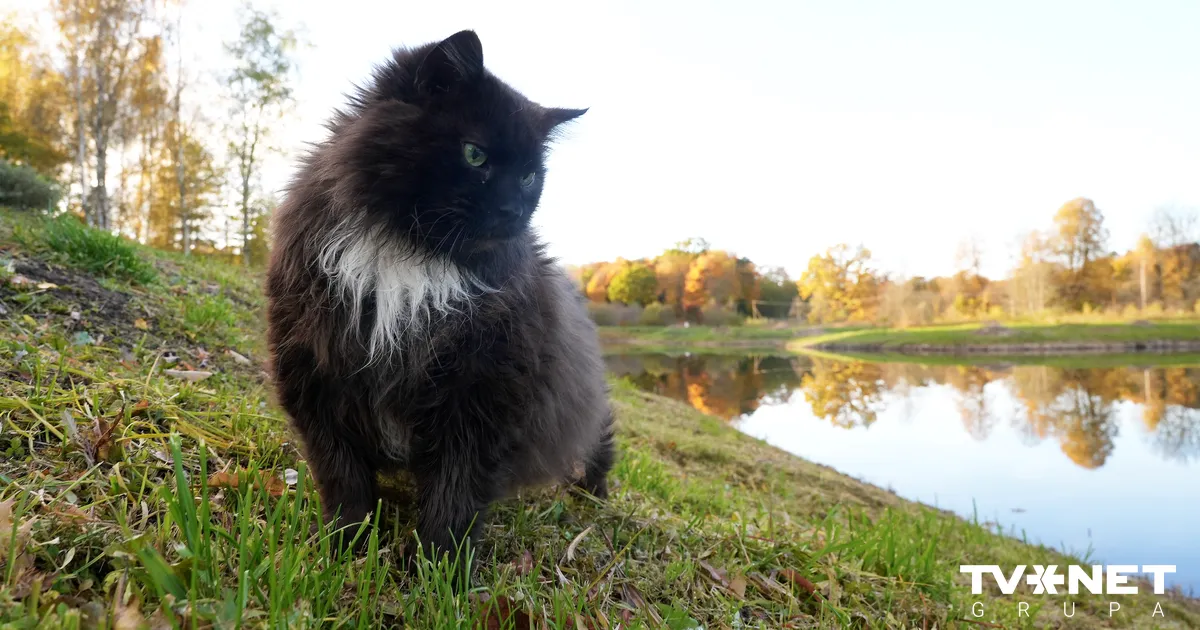 Ar kādiem laikapstākļiem mūs sveiks jaunā nedēļa? - TVNET