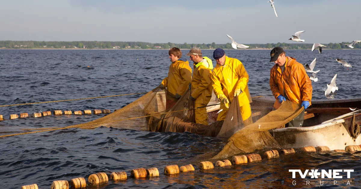 Zinātnieki aicina pārtraukt mencu un siļķu zveju Baltijas jūrā