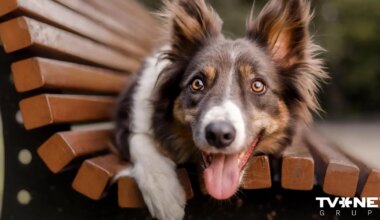 pieaug ar leptospirozi saslimušo suņu skaits