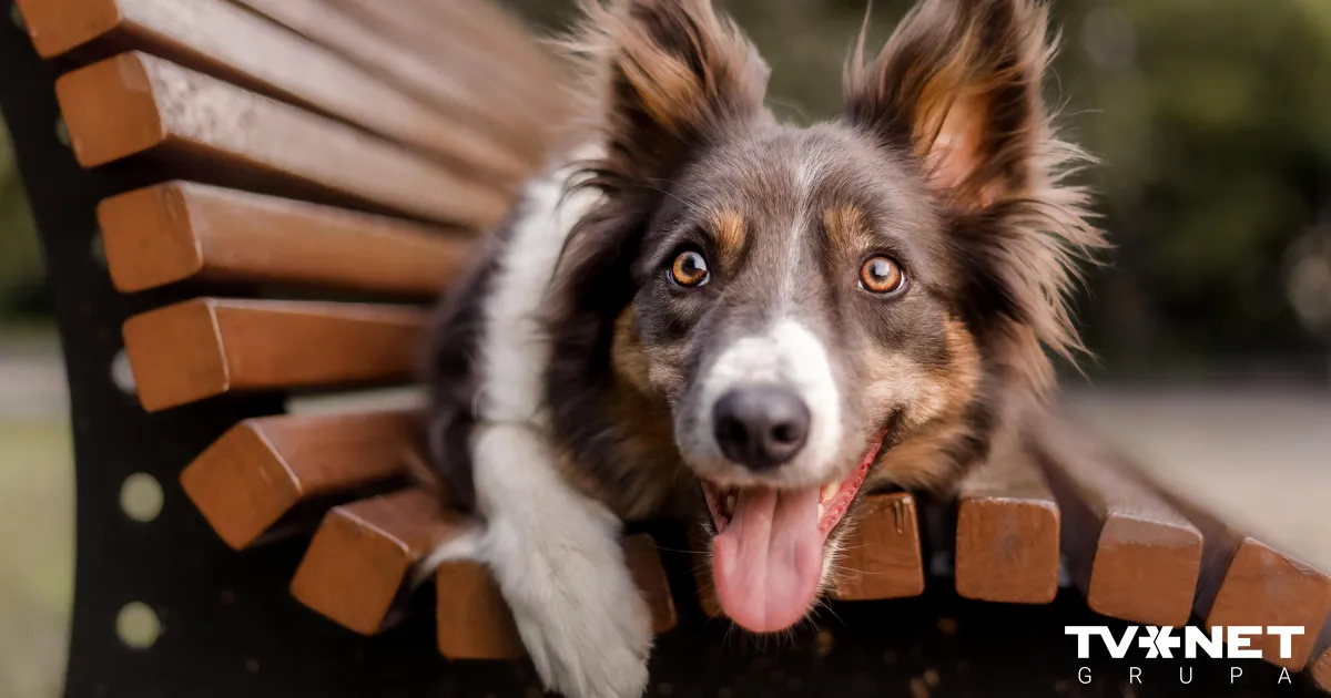 pieaug ar leptospirozi saslimušo suņu skaits