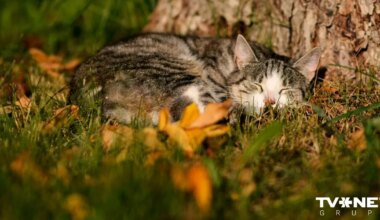 Novembra sākumā iespējami vairāki siltuma rekordi