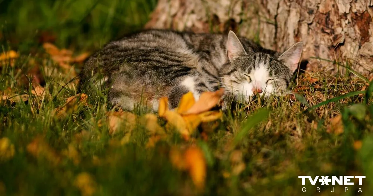 Novembra sākumā iespējami vairāki siltuma rekordi