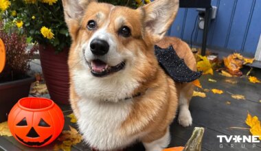 Helovīna horoskops - 31. oktobrim - TVNET