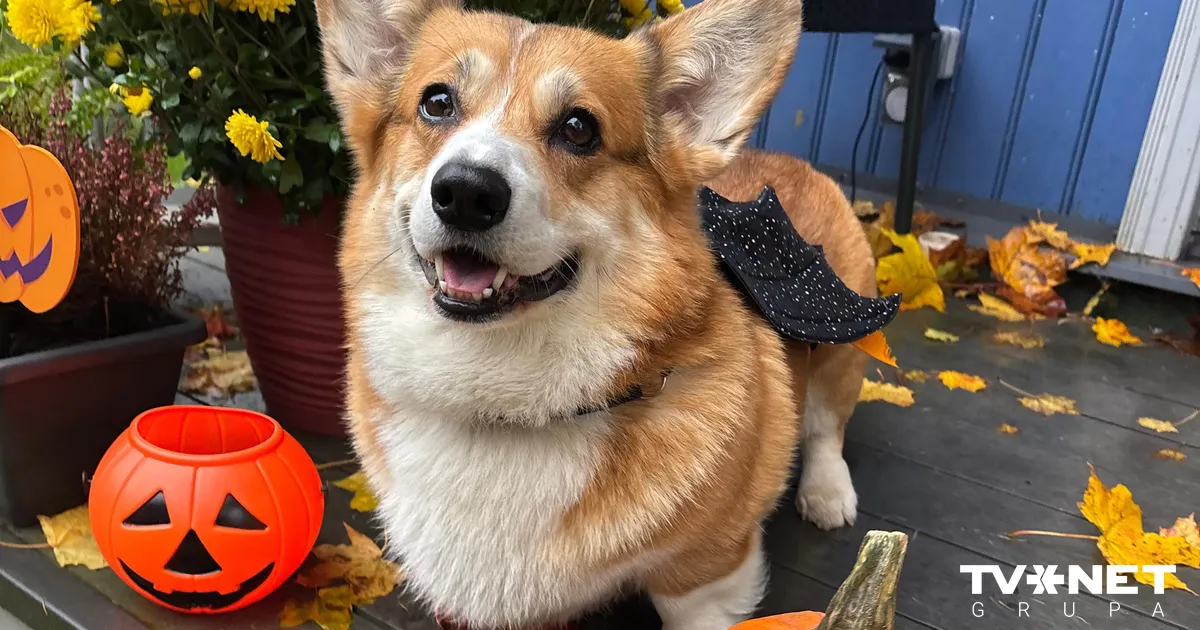 Helovīna horoskops - 31. oktobrim - TVNET