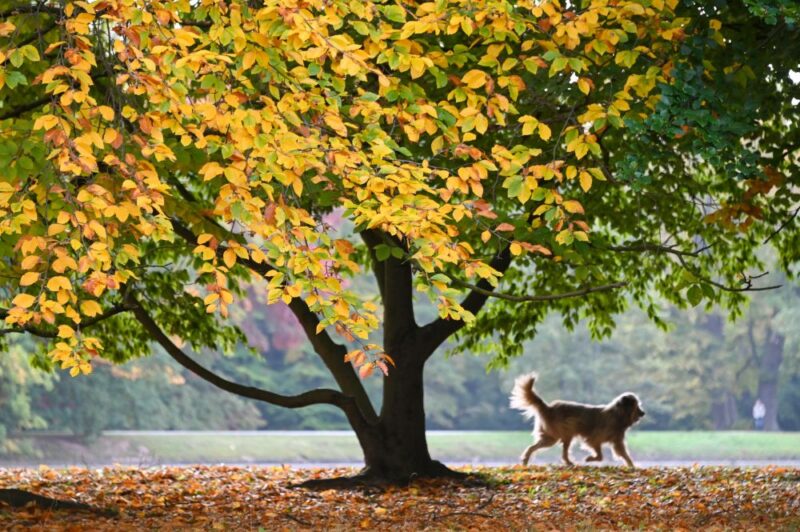 Rudens.