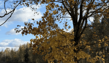 tuvākajās dienās mitrs un pelēks rudens -