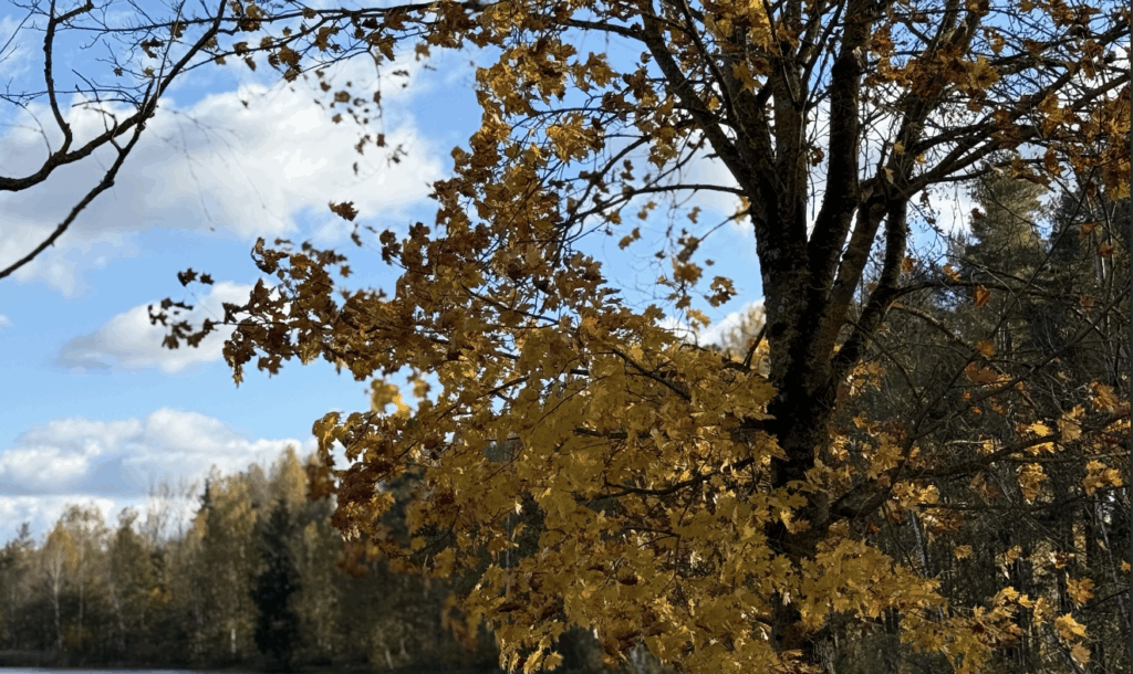 tuvākajās dienās mitrs un pelēks rudens -