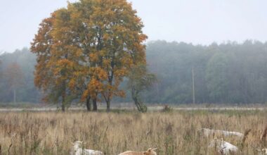 Svētdien būs lielākoties mākoņains un vietām īslaicīgi līs